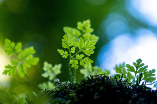 A green plant on a green and blue background